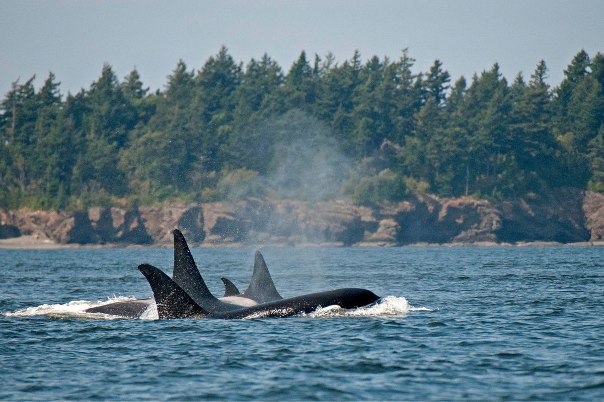 Orca pod swimming close to shore