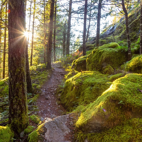 forest trail