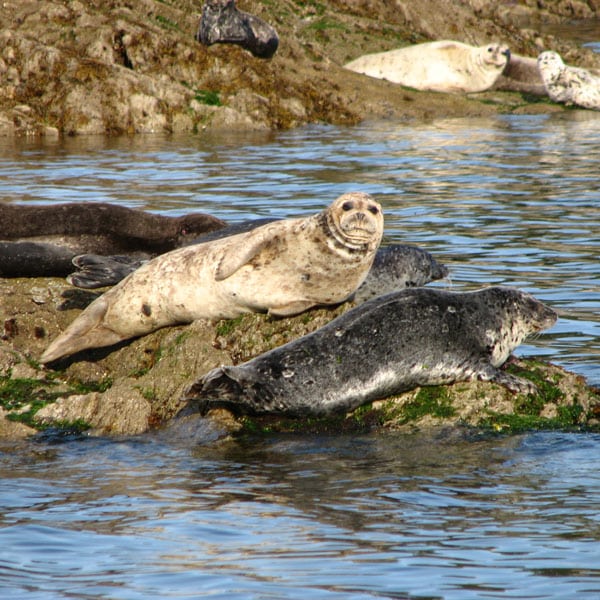 harbour seals