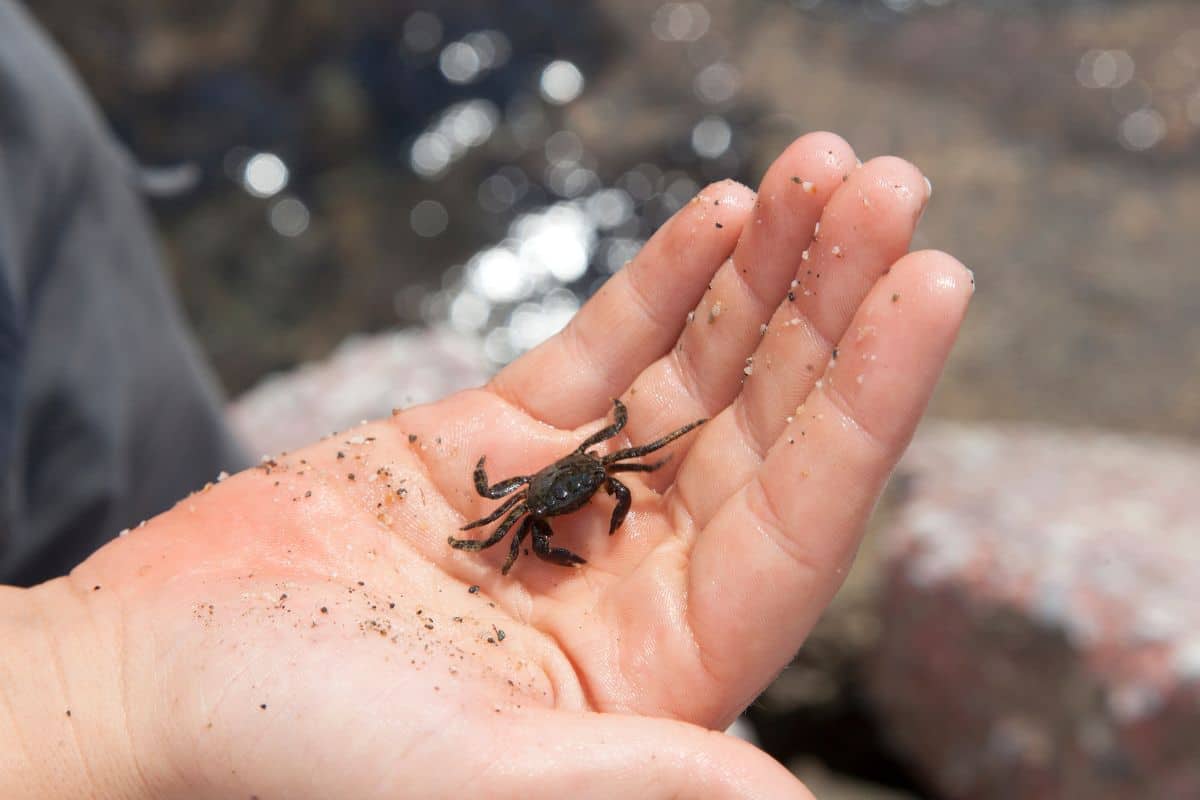 holding a small crab