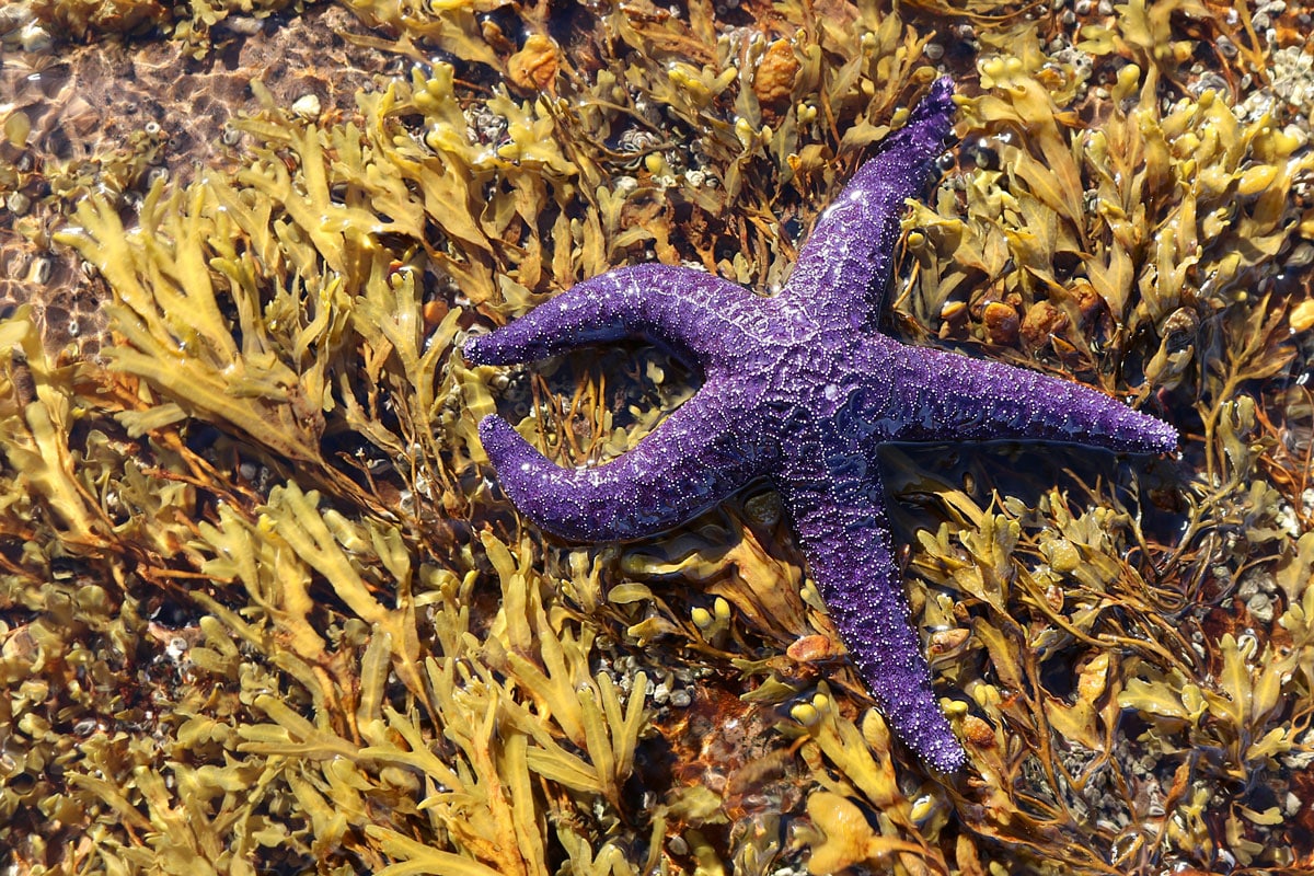 Purple star fish on a bed of seaweed