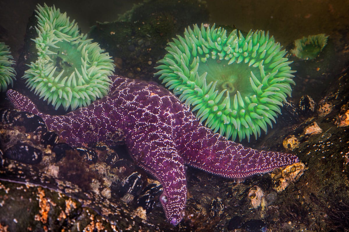 Green sea anemones and a purple star fish in a tidal pool