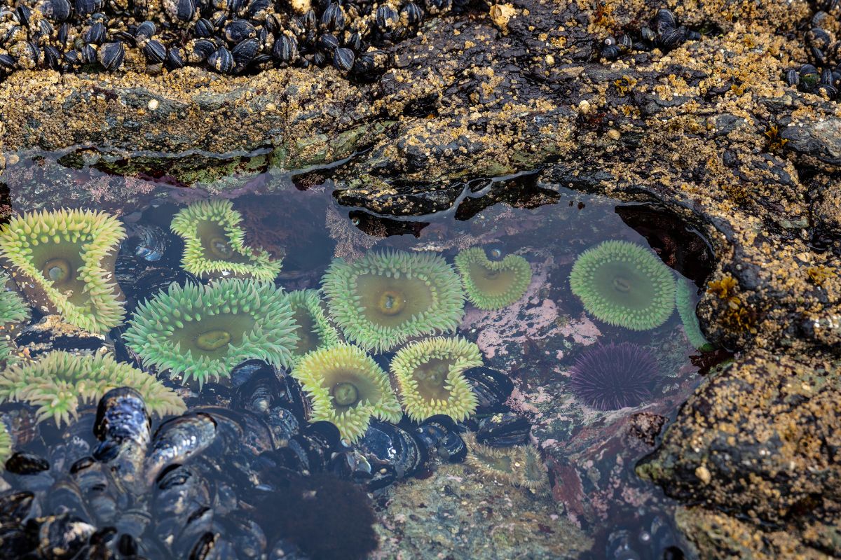 sea anemones tidal pool