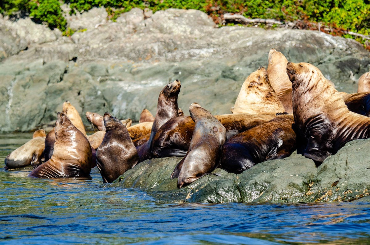 Sea lions sunning on rocks