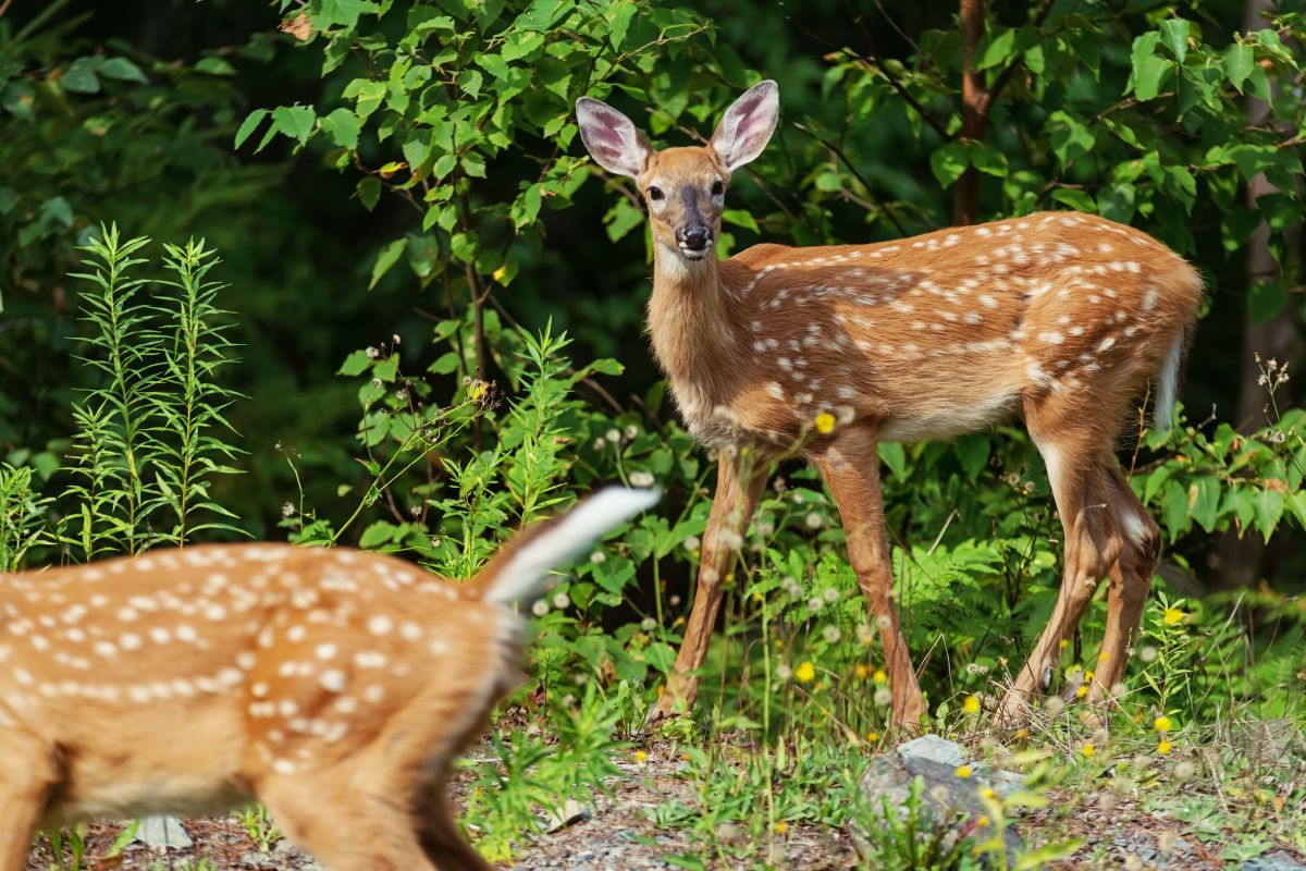 two young deer in the forest